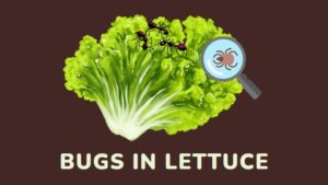 Bugs In Lettuce - Common Lettuce Insects, Control and Prevention ...