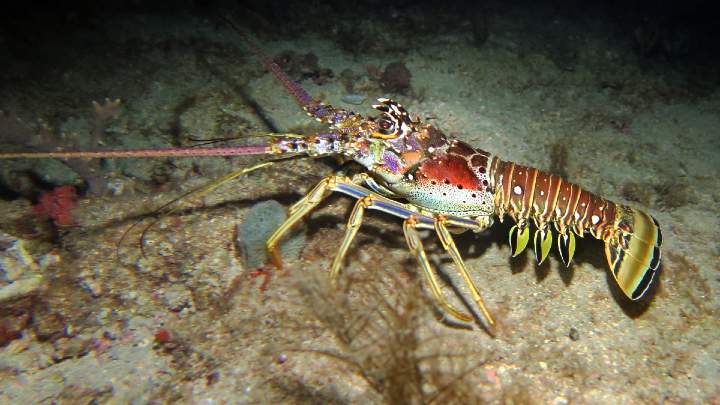 caribbean lobster - millenora