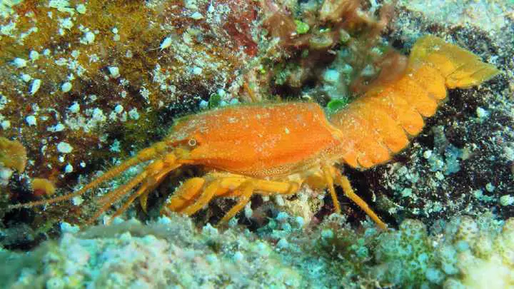 furry lobster - millenora