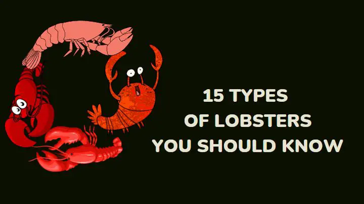 lobster types - millenora