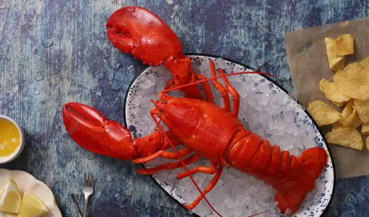 maine lobster - millenora