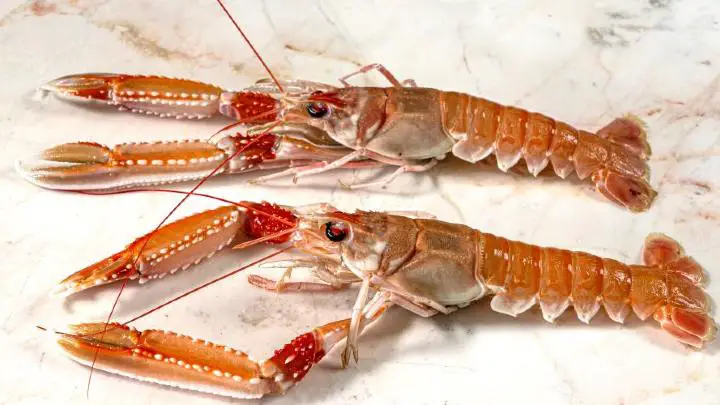 Norway lobster - millenora