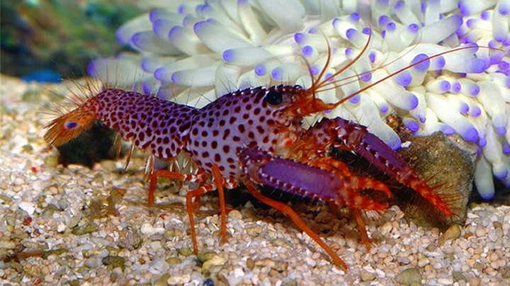 reef lobster - millenora