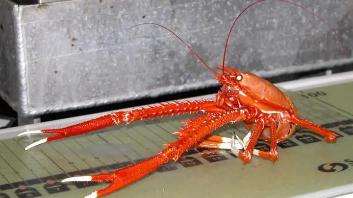 squat lobster - millenora