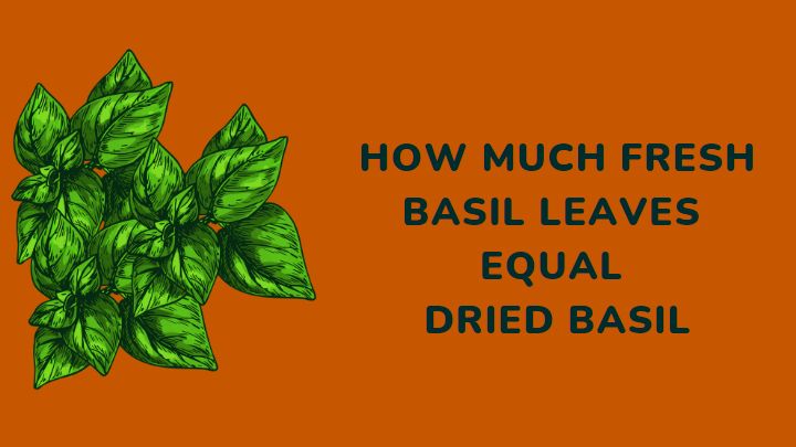 basil leaves to dried basil - millenora