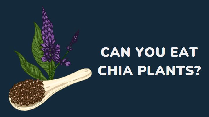can you eat chia plants - millenora