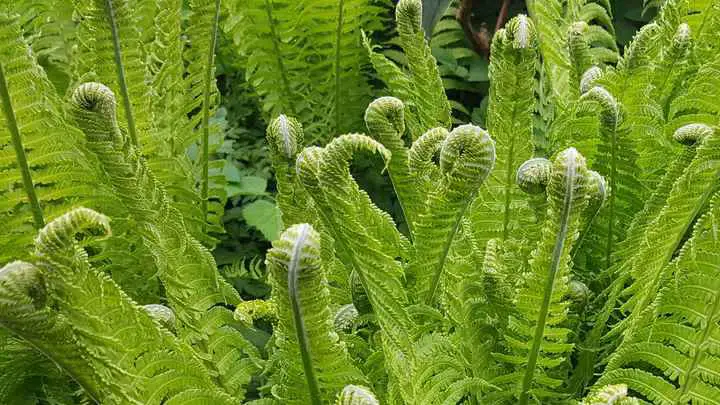 fiddlehead fern - millenora