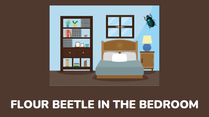 flour beetle in the bedroom - millenora