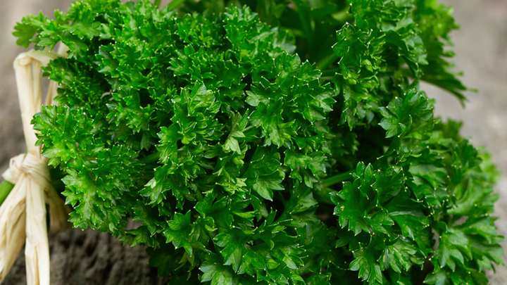 parsley - millenora