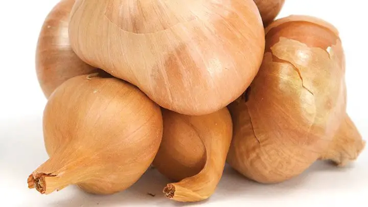 potato onion - millenora