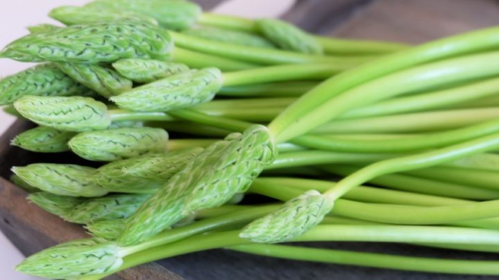 prussian asparagus - millenora