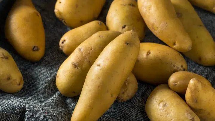 ulster emblem potato - millenora