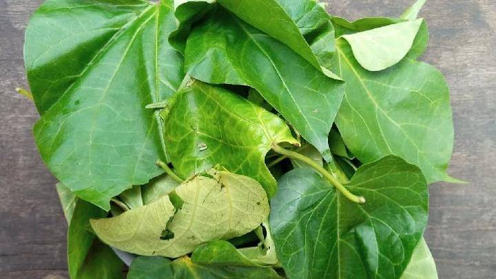utazi leaf - millenora