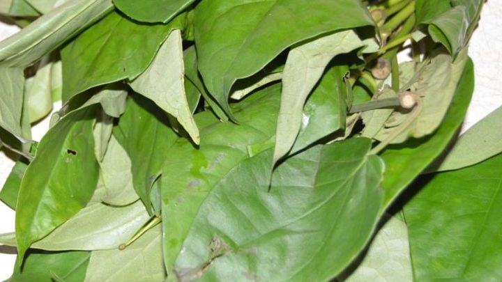 uziza leaf - millenora