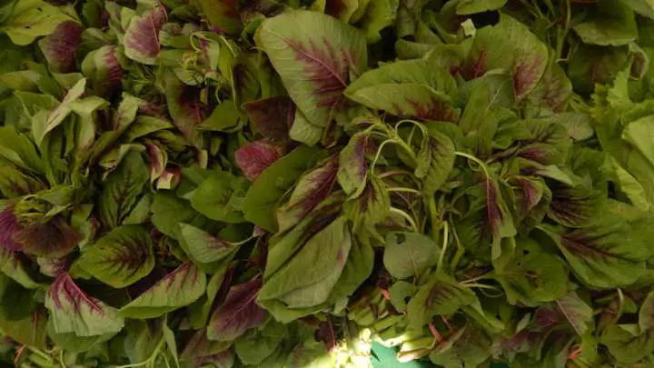amaranth leaves - millenora