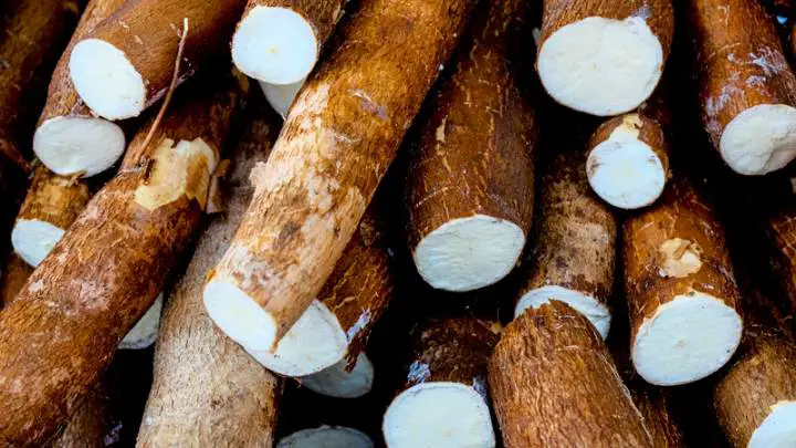 cassava - millenora