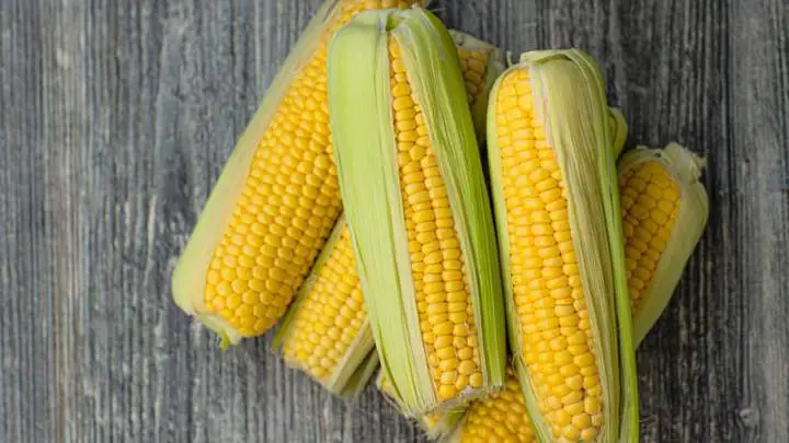 corn - millenora