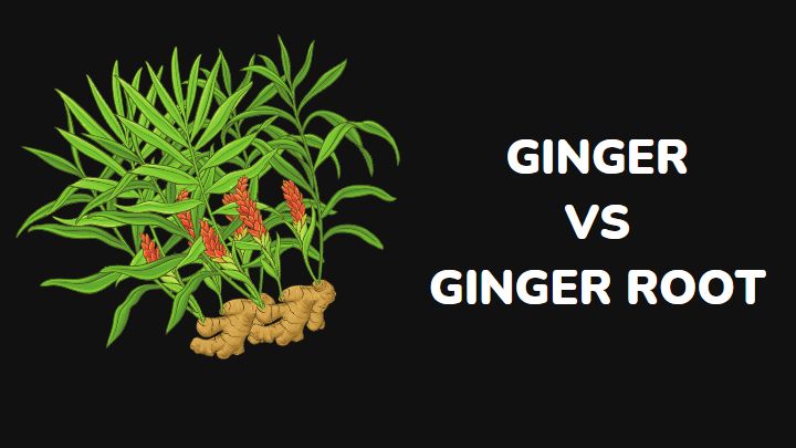ginger vs ginger root - millenora