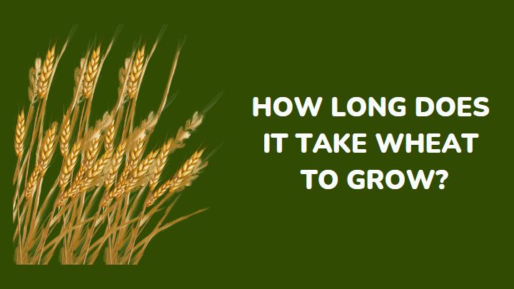 how long does it take wheat to grow - millenora