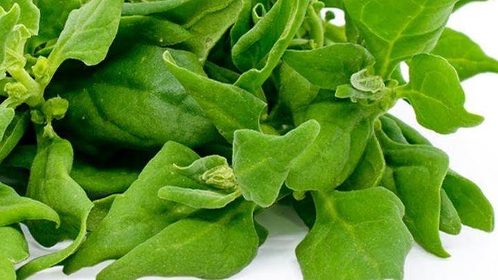new zealand spinach - millenora