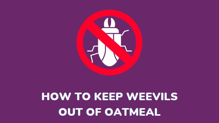 weevils in oatmeal - millenora