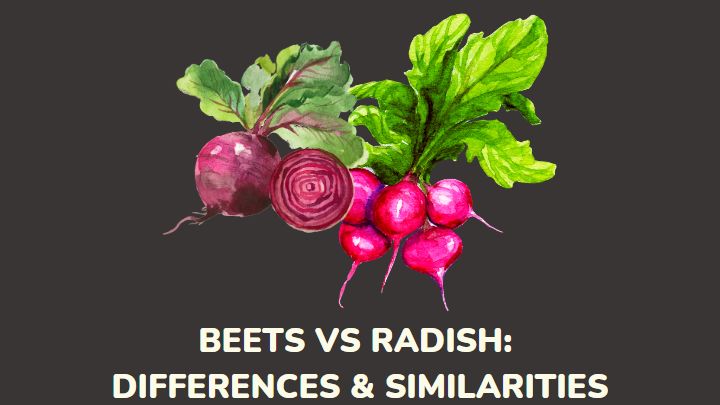 beet vs radish - millenora