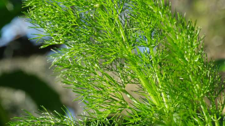 fennel leaves - millenora
