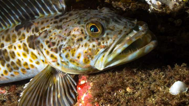 lingcod - millenora