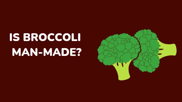 is broccoli man-made - millenora