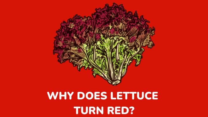 lettuce turning red - millenora